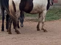 Kısrak, Atlar — foto 6