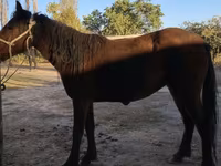 اسب نر, Tatar horse — عکس 2