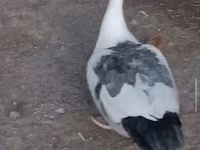 Ducks — ფოტო 7