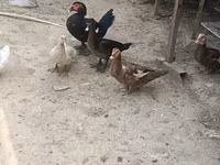 Ducks — foto 1