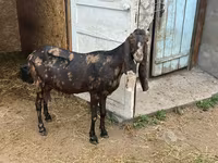 Koza, Kamori goats — foto 6