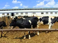 Vaca, Raza Holstein — foto 6