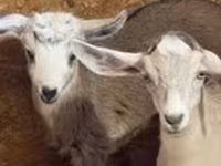 Ged, Nubian Goat — foto 1