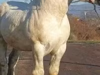 Kůň, Koně — foto 3
