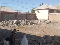 Țap, Saanen goat — foto 2