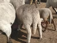 قوچ, Merino sheep — عکس 5