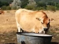 Lo’, Jersey breed — sawirka 3