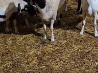 قوچ, Dorper sheep — عکس 3
