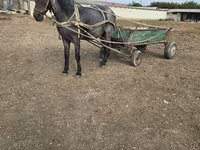 گھوڑی, گھوڑے — تصویر 2