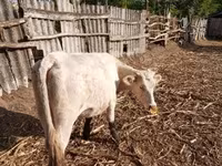 Үнээ, Charolais cattle — 3 зураг