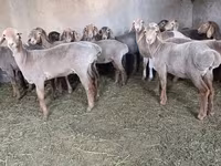 Ram, Arashan sheep — photo 2