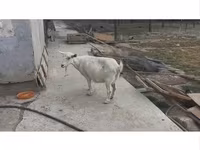 بز ماده, Saanen goat — عکس 1