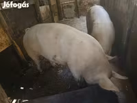 خوک ماده, خوک — عکس 8