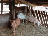 Cabra, Cabras — foto 1