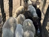 میش, Merino sheep — عکس 4