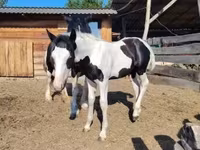 Άλογο, Gypsy horse — φωτογραφία 6