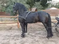 Hing, Friesian — 2. fotó
