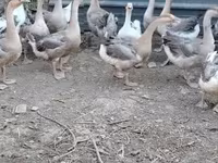 Geese — تصویر 1