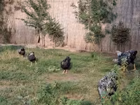 Chickens — 사진 3