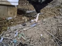 Chickens — عکس 1