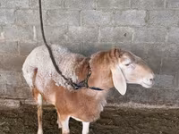 ვერძი, ცხვრები — ფოტო 5