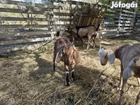 Cabra, Nubian Goat — foto 4