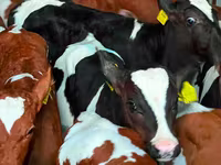 Cattle (batch, sex not specified), Simmental cattle — photo 3