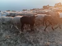 Buk, Murcia-Granada goats — foto 3