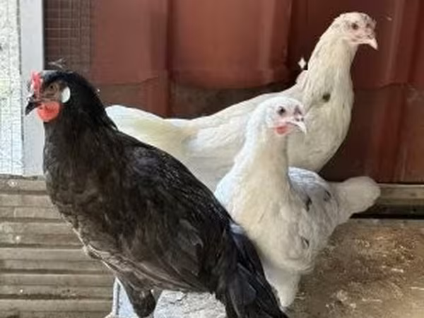Chickens