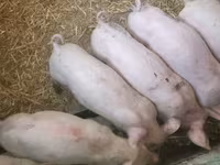 Чочколор (партия, жынысы көрсөтүлгөн эмес), Чочколор — сүрөт 3