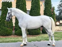 Hingst, Heste — foto 2