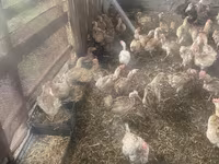 Chickens — foto 3