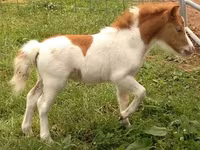 ม้าตัวผู้, Miniature horse — รูปภาพ 2