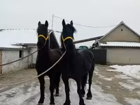 Hengst, Friesian — Foto 3
