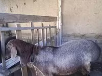 قوچ, گوسفند — عکس 2