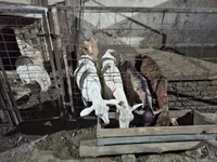 بکری, Saanen goat — تصویر 7