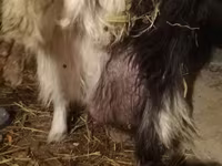 Koza, Kozy — foto 4