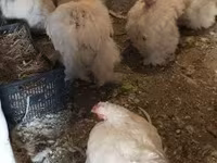 Chickens — լուսանկար 5