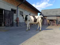 Kuh, Holstein-Rasse — Foto 3