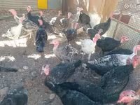 Turkeys — sawirka 1