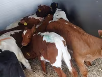 گاو نر, Simmental cattle — عکس 6