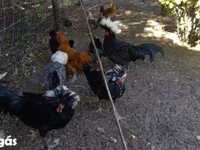 Chickens — عکس 2