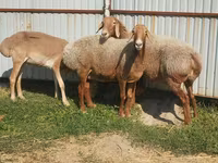 Domba betina, Arashan sheep — foto 3