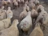 میش, Daglıс sheep — عکس 1
