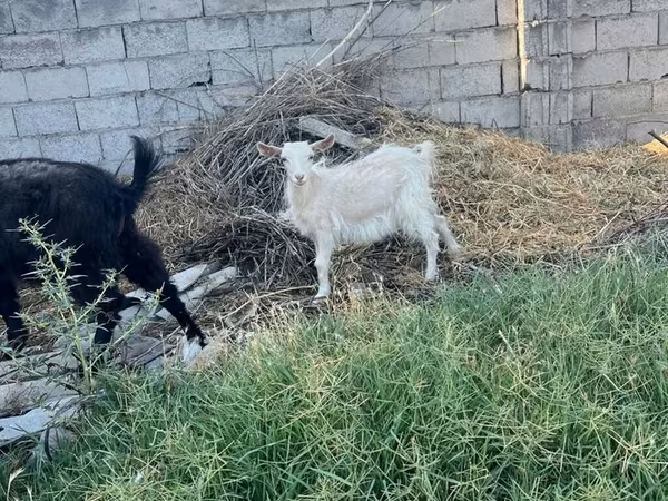 Goat, Goats — Kyrgyzstan