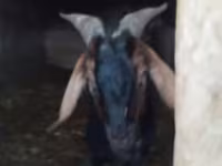 Mbuzi dume, Nubian Goat — picha 2