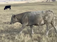 Toro, Ganado vacuno — foto 4