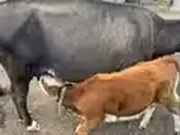 Bò cái, Gia súc — ảnh 3