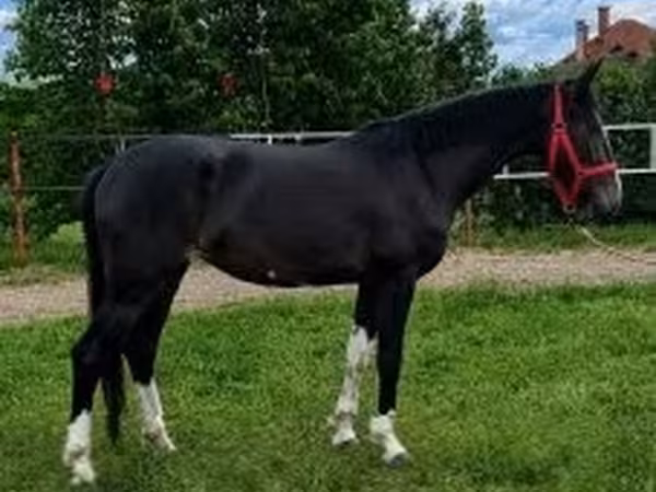 Horse (M), Dutch warmblood horse — Hungary