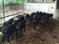 گوسفند (گروه، جنسیت مشخص نشده), گوسفند — عکس 1